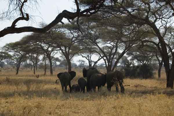 31 - Tanzania - Elefantes - parque nacional de Tarangire